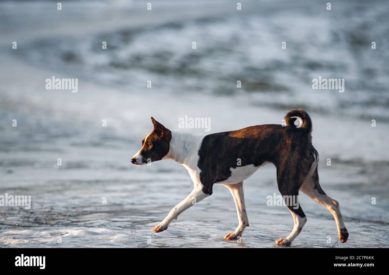 Basenji dog in early spring field walking Stock Photo