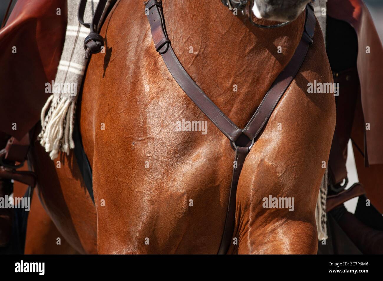 Saddle horse chest closeup with rider Stock Photo