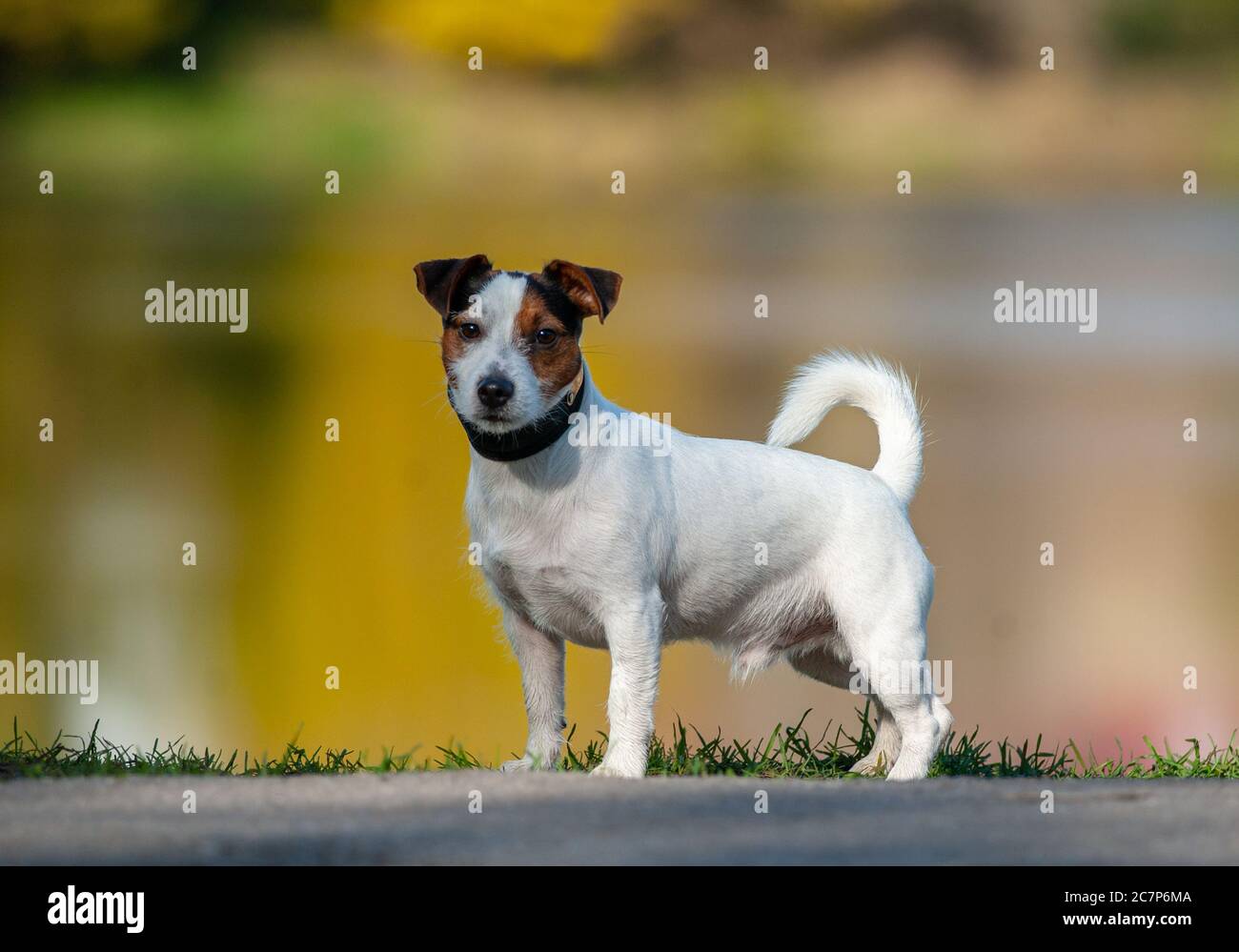 Cute Jack russel terrier near the autumn lake Stock Photo