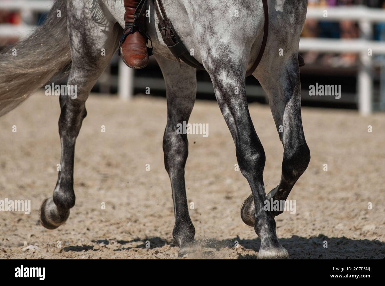 Dapple gray andalusian horse under rider closeup Stock Photo
