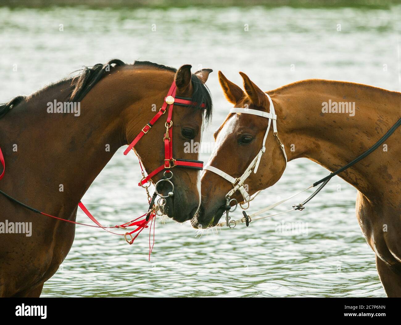 Two race horses communicating with water on background Stock Photo