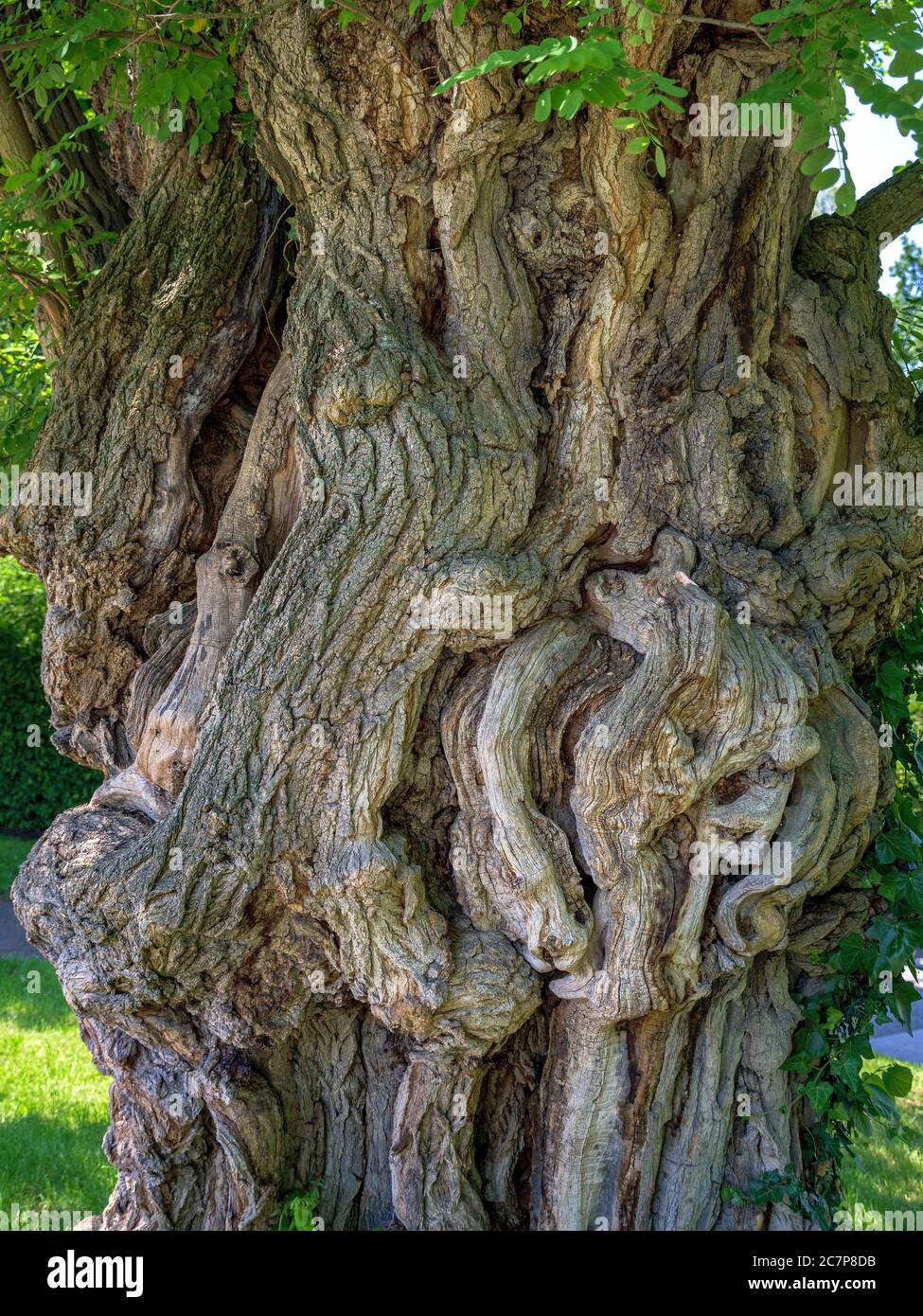 Trunk of an old lime tree (Tilia platyphyllos), Hofgarten, Kempten, Unterallgäu, Allgäu, Allgau, Swabia, Bavaria, Germany, Europe Stock Photo
