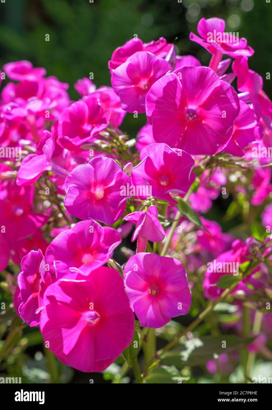 Flowering Garden Phlox - Summer Phlox (Phlox paniculata) Stock Photo