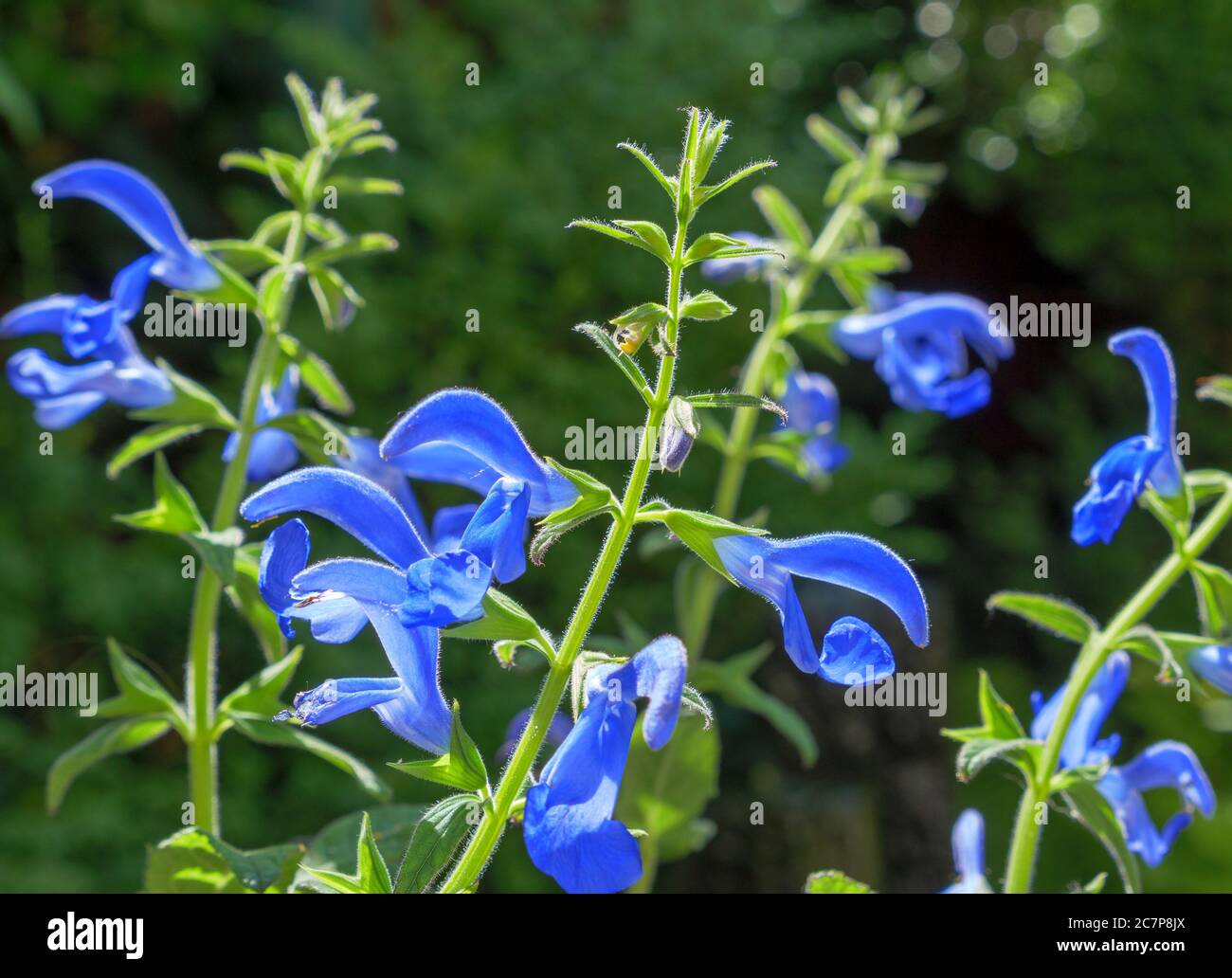 Blue sage, Salvia patens, Bavaria, Germany, Europe Stock Photo Alamy