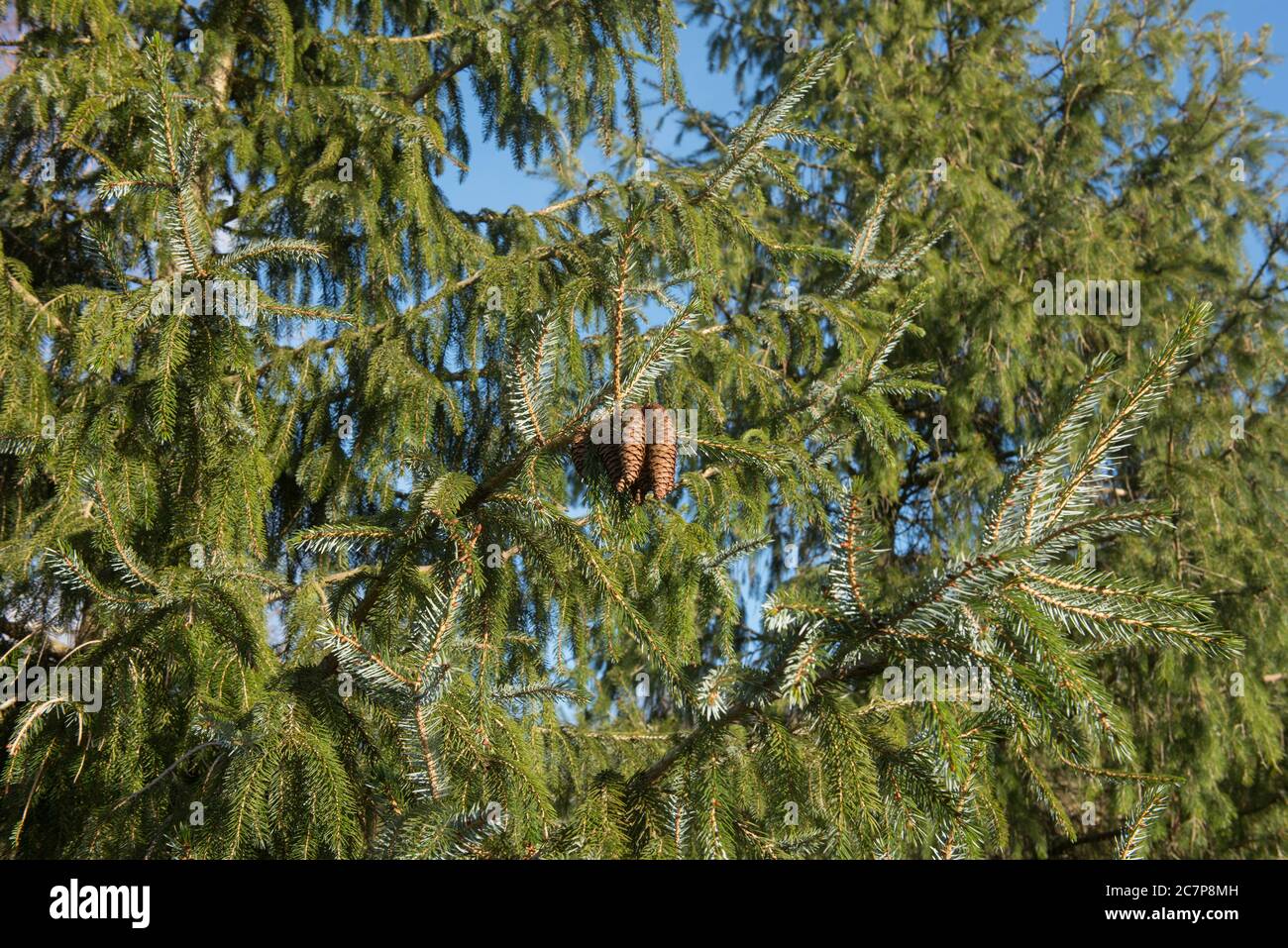 Green Foliage and Cones of a Sargent Spruce Tree (Picea brachytyla) with a Bright Blue Sky background in a Woodland Garden in Rural Devon, England, UK Stock Photo