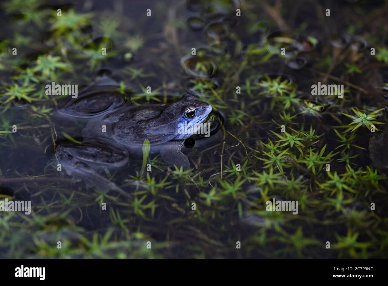 Moor Frog - Rana arvalis, beautfiul special frog from Euroasian fresh waters, Moravia, Czech Republic. Stock Photo