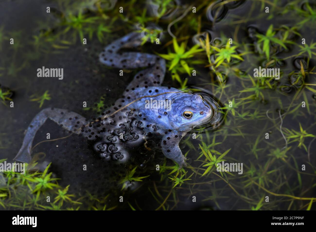 Moor Frog - Rana arvalis, beautfiul special frog from Euroasian fresh waters, Moravia, Czech Republic. Stock Photo