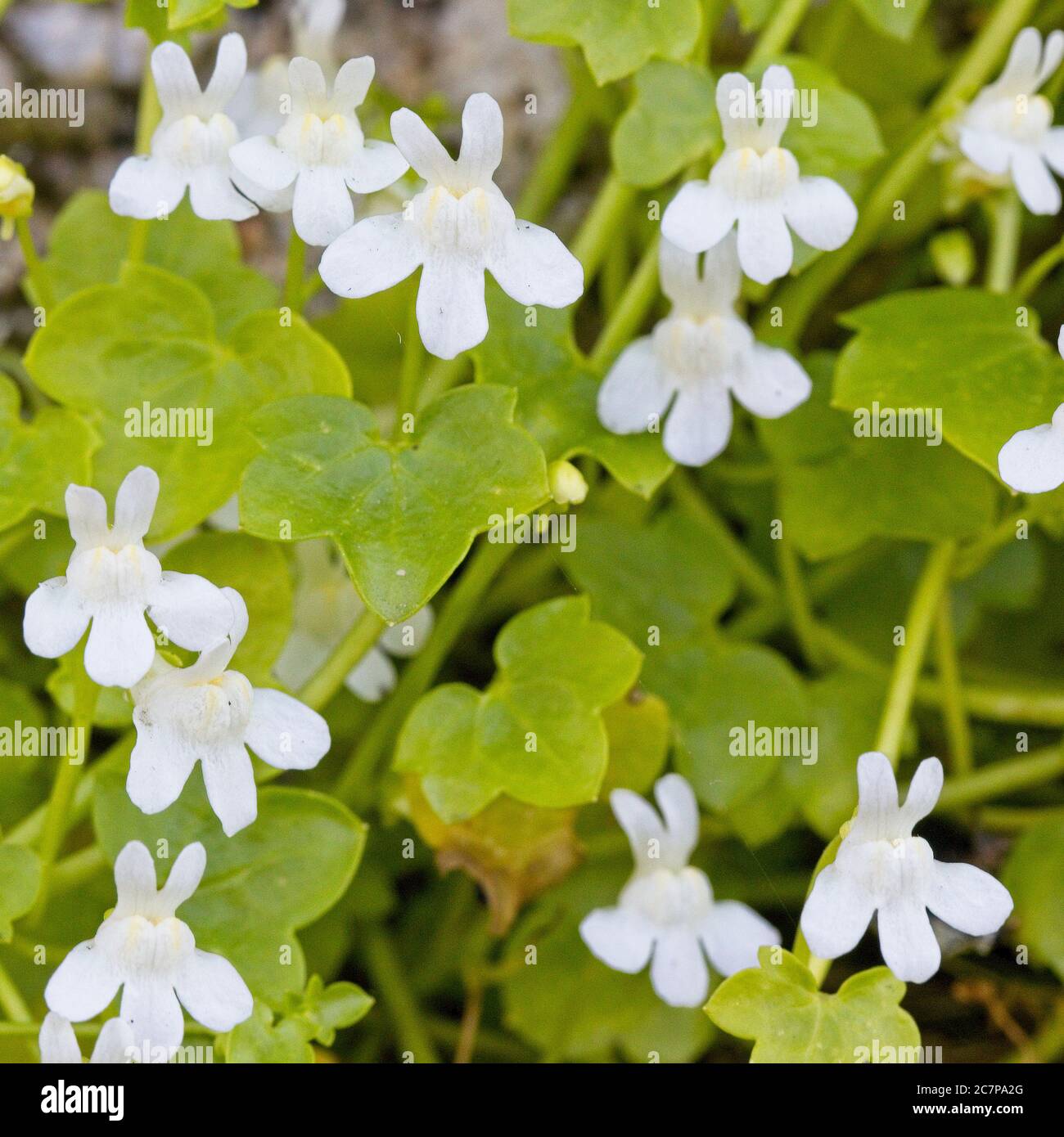 Ivy-leaved Toadflax (Cymbalaria muralis), white form in flower, Penzance, Cornwall, UK. Stock Photo