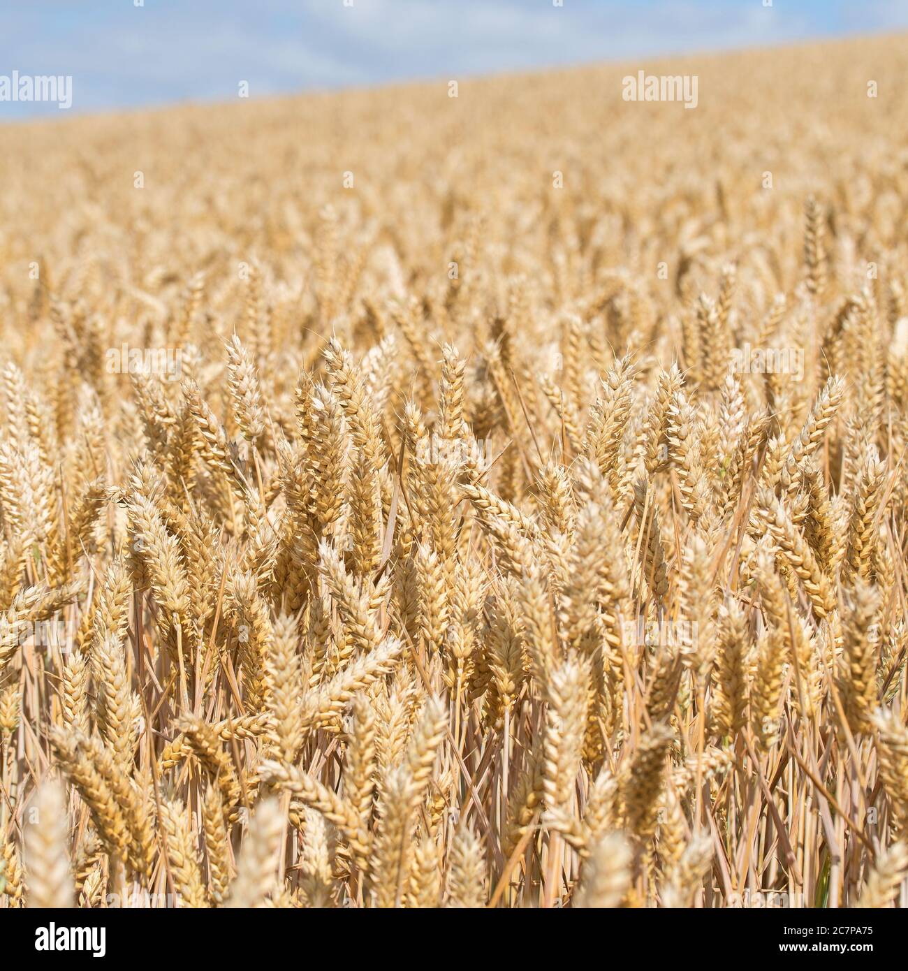 Wheat field at harvest time Stock Photo