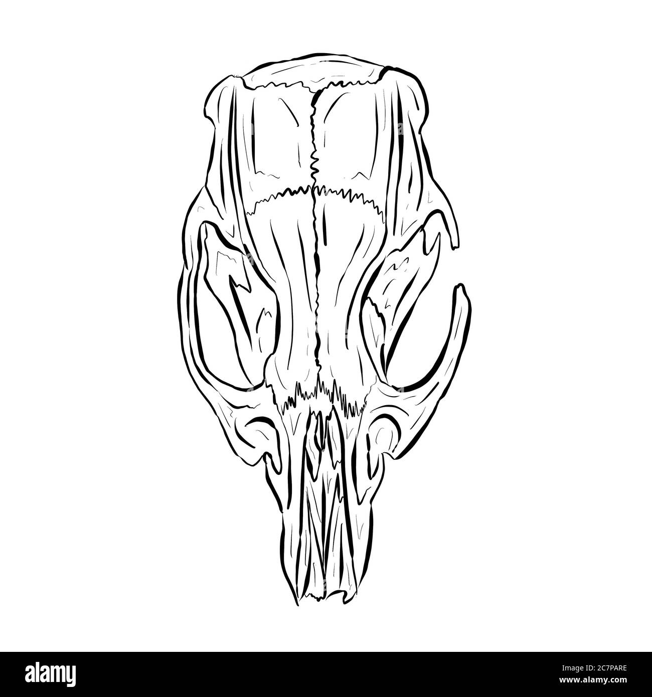 Animal Skull Drawing