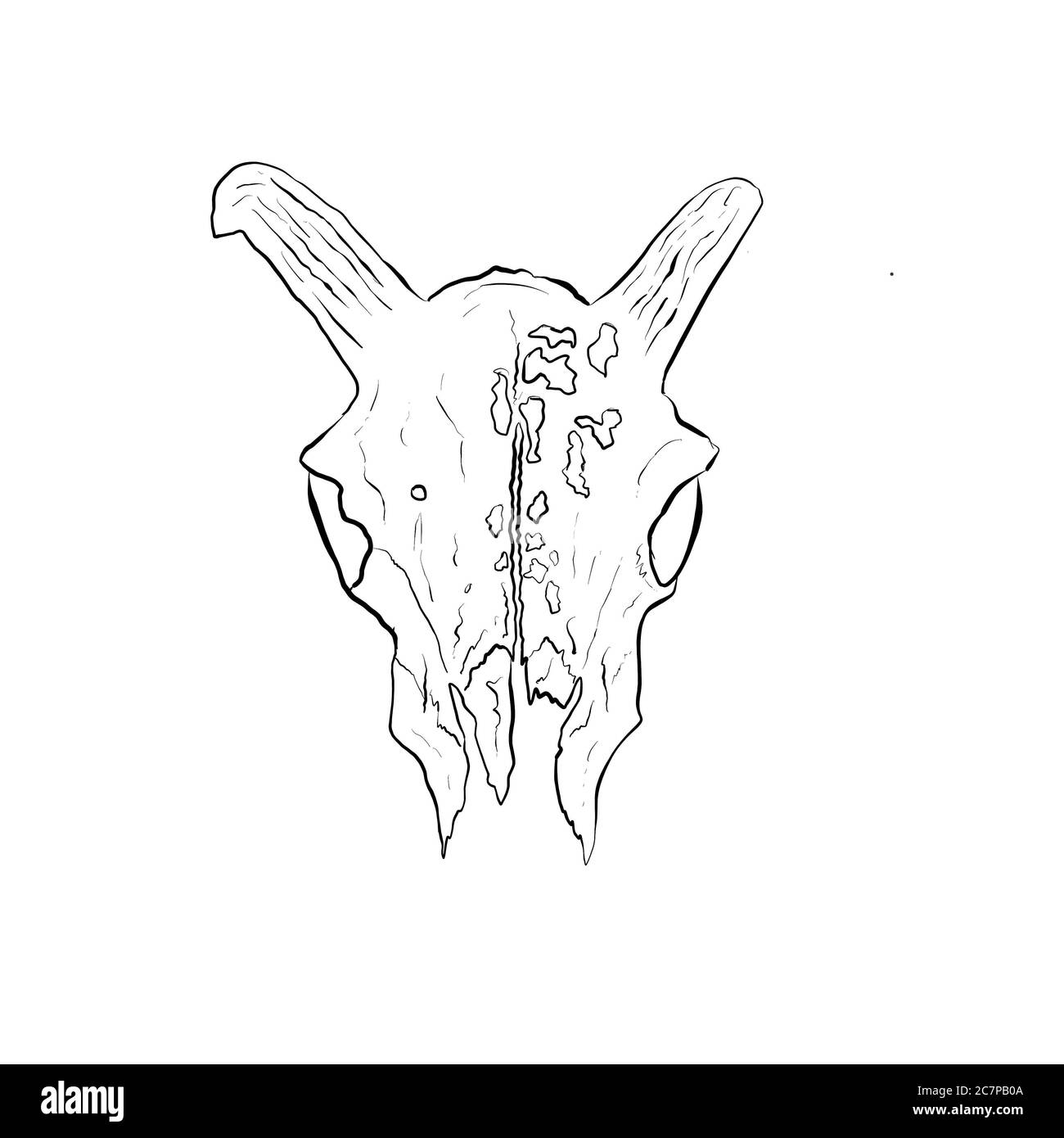 Black Line Art Sketch of an Animal Skull On White Background Stock Photo