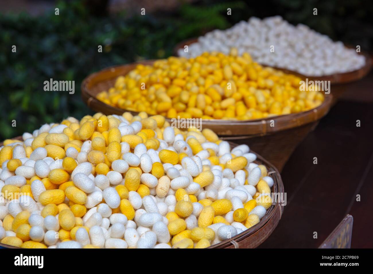 Yellow And White Silk Cocoons In Baskets Stock Photo