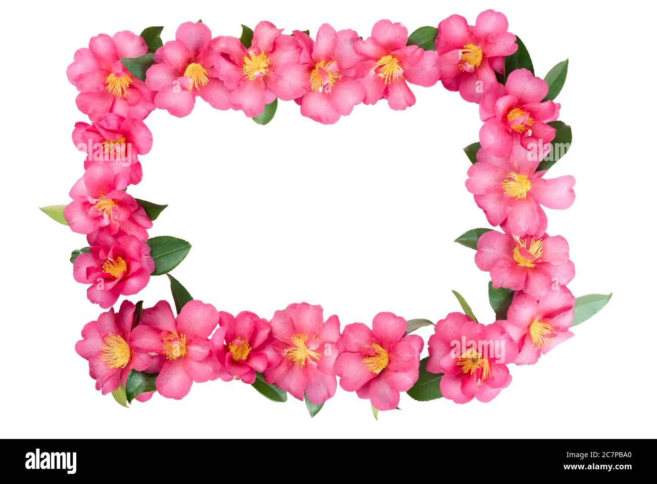 Tropical flower photography Cut Out Stock Images Pictures Alamy