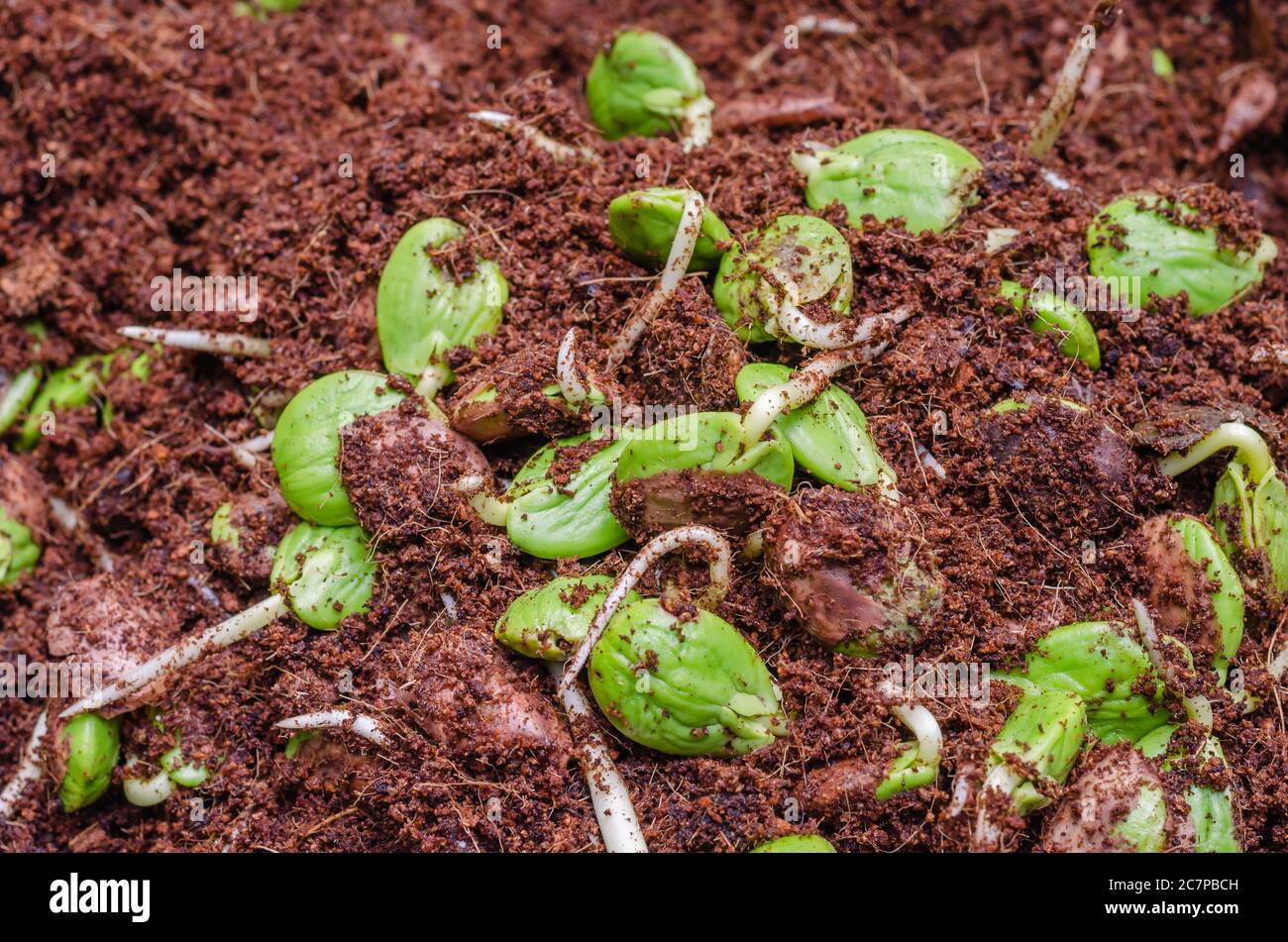 Twisted Cluster Bean Sprouts (or Parkia Speciosa) Growing in Soil Mixed