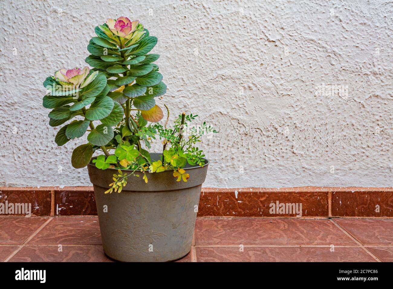 Plastic pot with an exotic plant with purple flowers and round green leaves along with wild clover plants on the brown floor and a white wall in the b Stock Photo