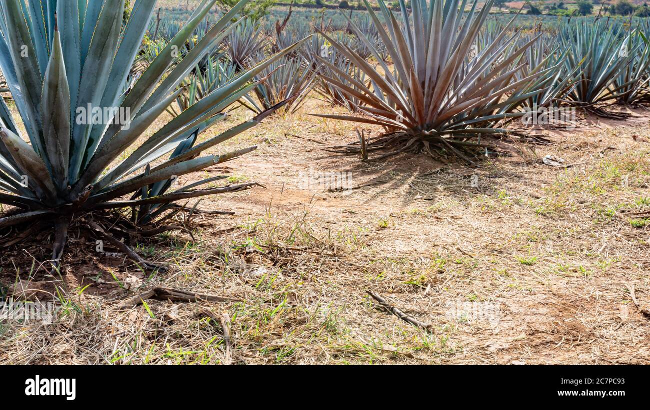 Mexican landscape of a blue agave agricultural plantation in a rural