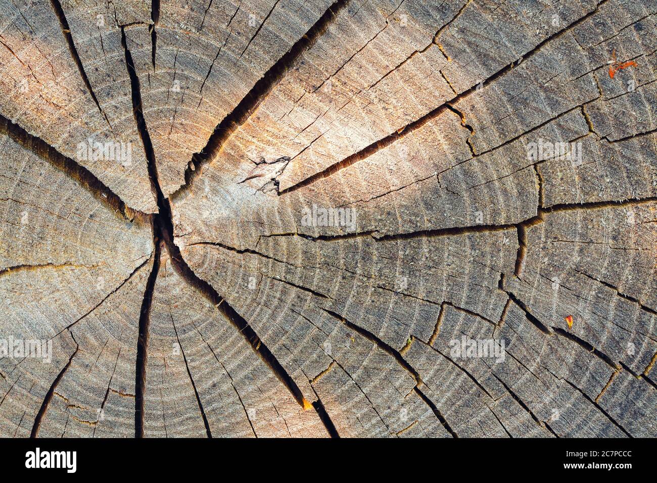 Annual Wood Circles - Pieces Of Wood With Annual Rings Stock Photo, Picture  and Royalty Free Image. Image 6331071.