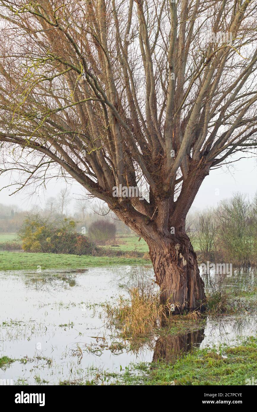 Willow in the swamp in the Marais du Bessin, Normandy Stock Photo