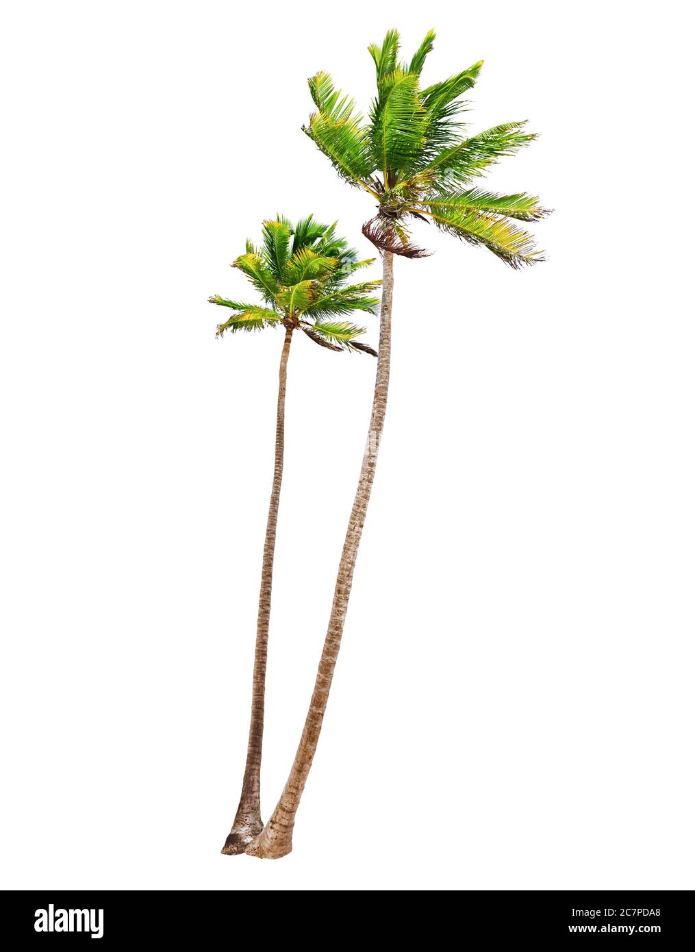 Coconut palm trees isolated on a white background Stock Photo
