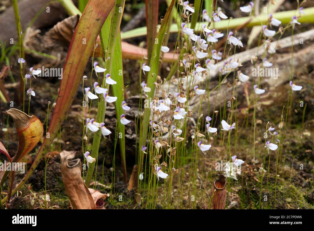 Sydney Australia, delicate purple flowers of utricularia bisquamata native to southern Africa Stock Photo