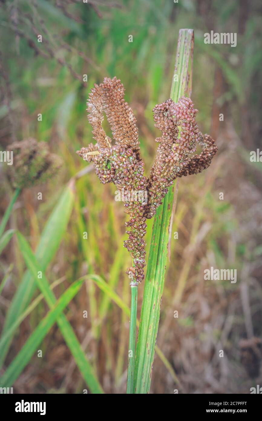 Finger millet (Eleusine coracana) plant growing in open field, Uganda, Africa Stock Photo Alamy