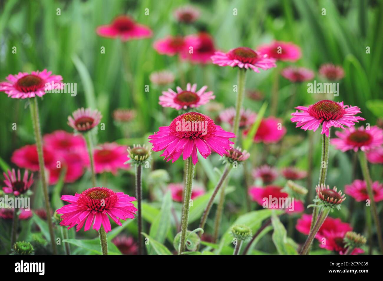 Pink Echinacea 'Delicious Candy' corn flower in flower during the summer months Stock Photo