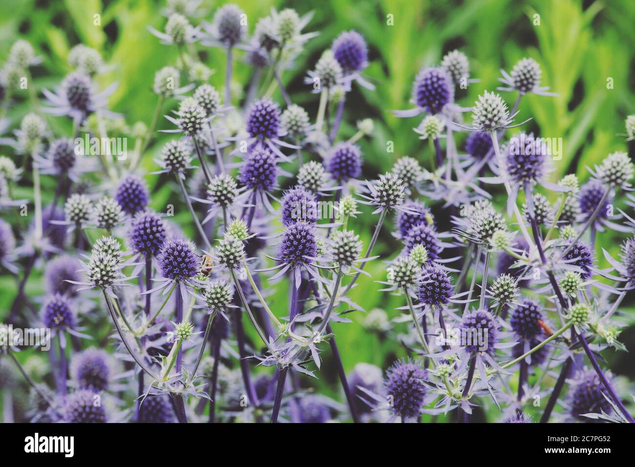 Mediterranean sea holly (Eryngium bourgatii ) blooming in the sunlight Stock Photo