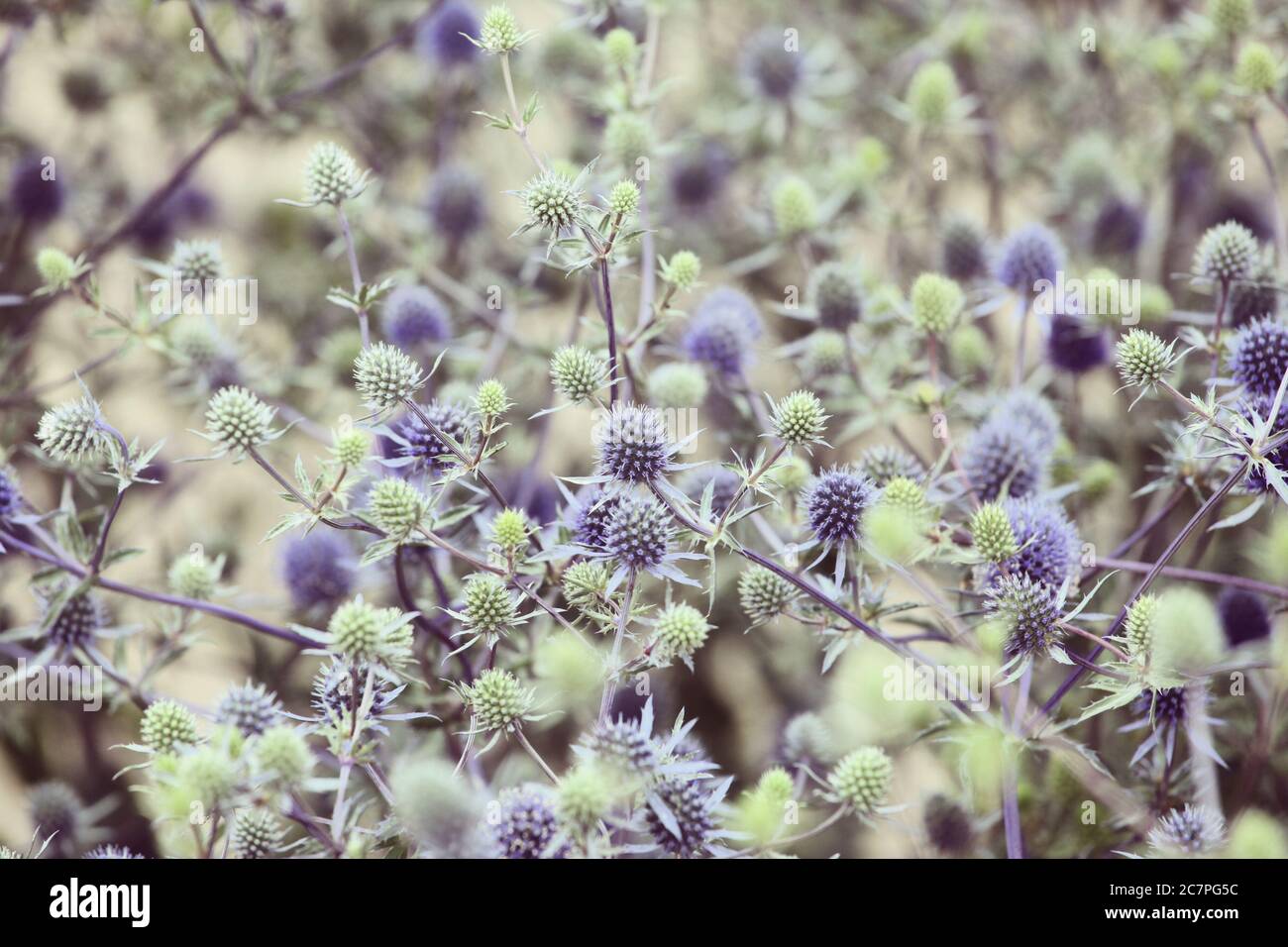 Mediterranean sea holly (Eryngium bourgatii ) blooming in the sunlight Stock Photo