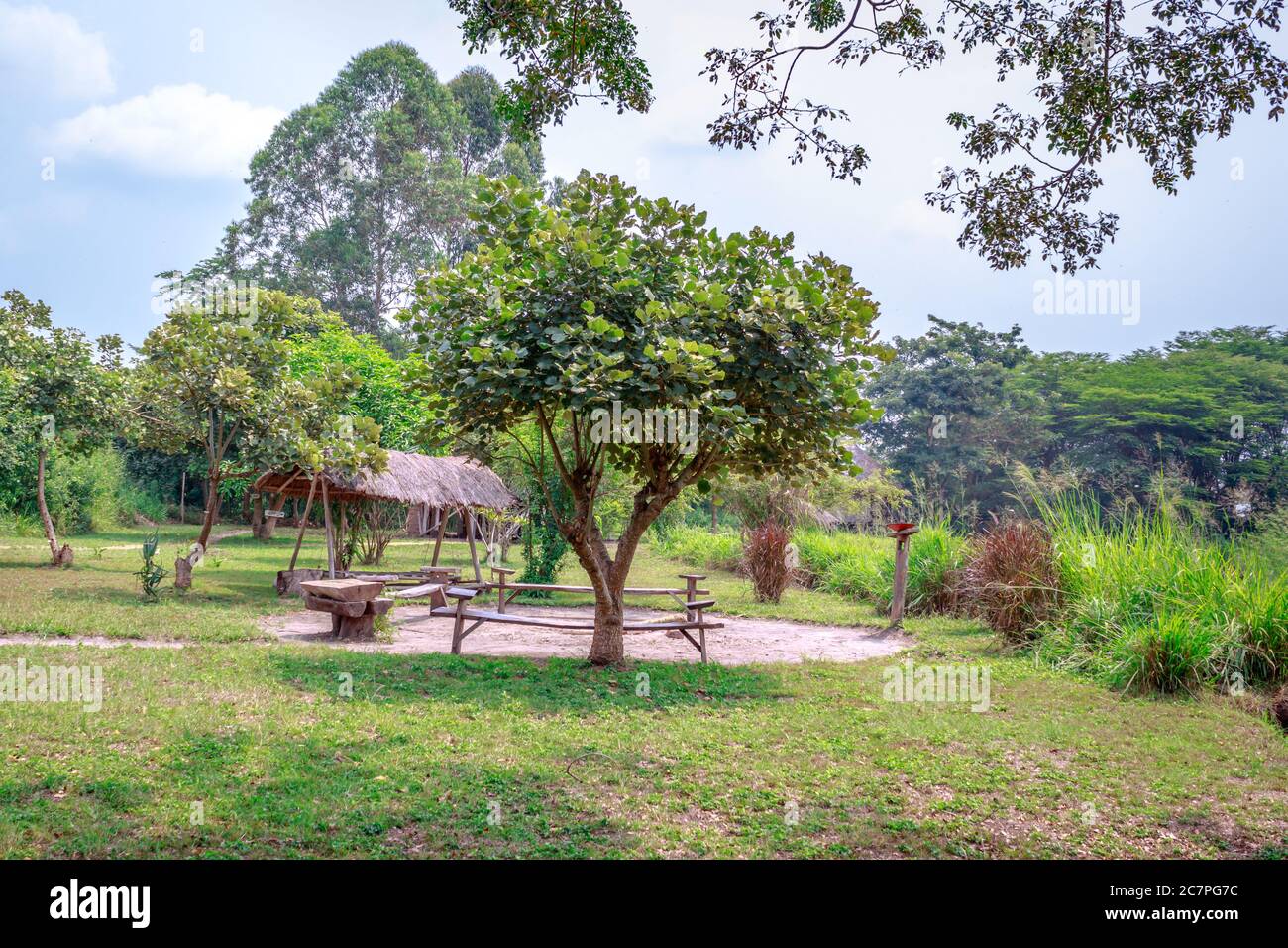 Common coral tree (Erythrina lysistemon) orange seeds and seed pod