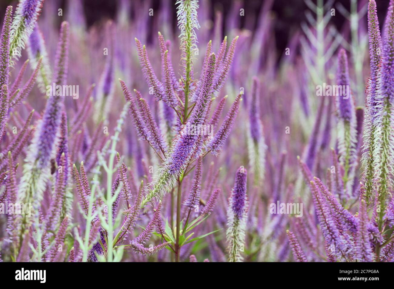Pink and lilac spiked speedwell flowers 'Veronica spicata' in bloom Stock Photo