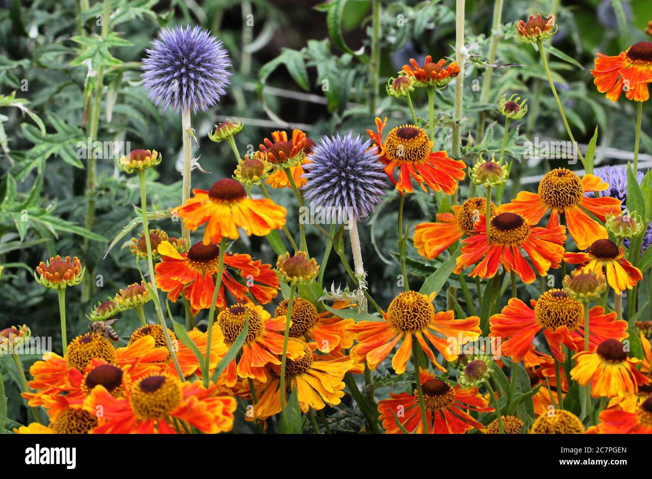 Orange helenium blue flowers hi-res stock photography and images - Alamy