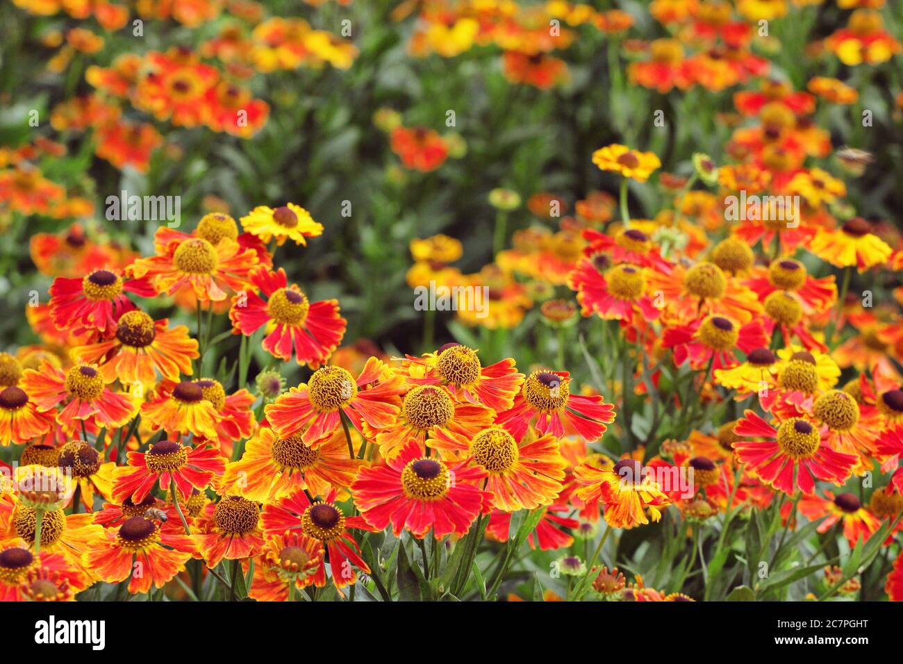 Helenium 'Waltraut' sneezeweed in flower during the summer months Stock Photo