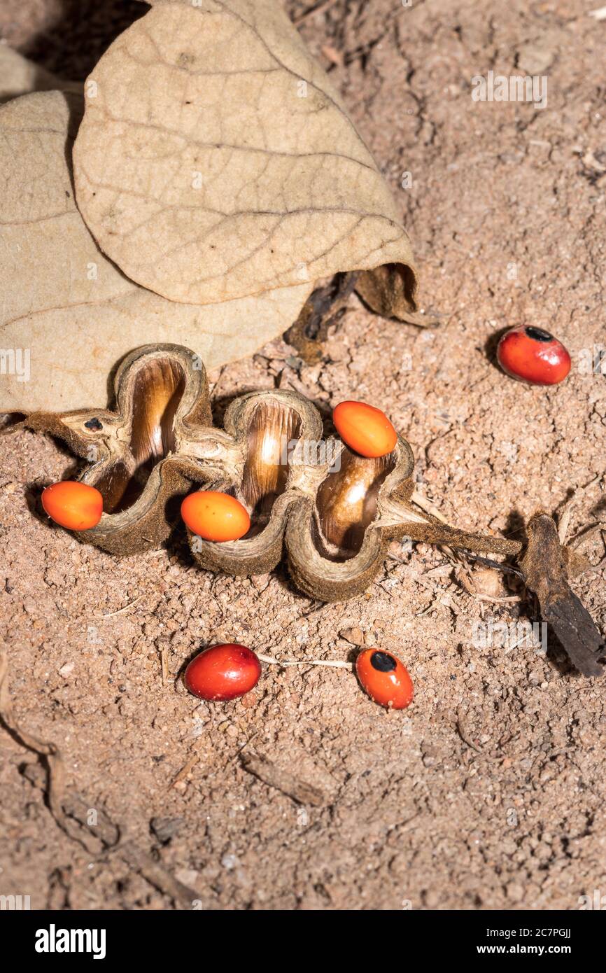 Common coral tree (Erythrina lysistemon) orange seeds and seed pod lying on the ground, Uganda, Africa Stock Photo