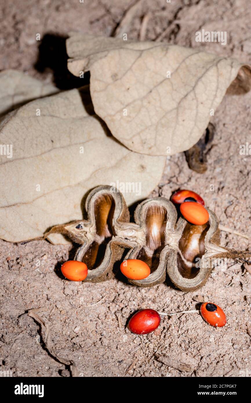 Common coral tree (Erythrina lysistemon) orange seeds and seed pod lying on the ground, Uganda, Africa Stock Photo