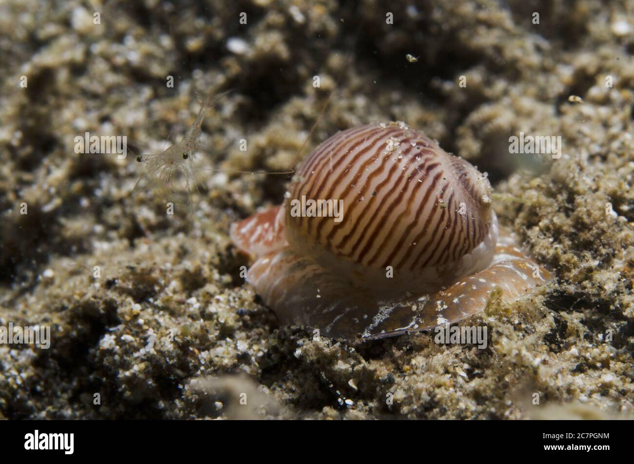 Sea Shell, Naticarius gracilis, Naticidae, Anilao, Indo-pacific Ocean, Batangas, Philippines, Asia Stock Photo