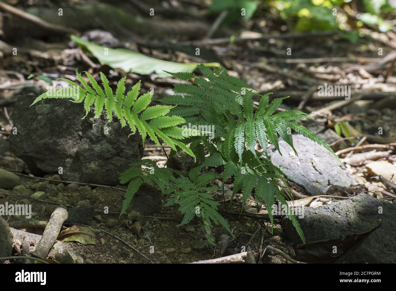 Fern, Thelypteridaceae family, Corcovado National Park, Costa Rica, Centroamerica Stock Photo