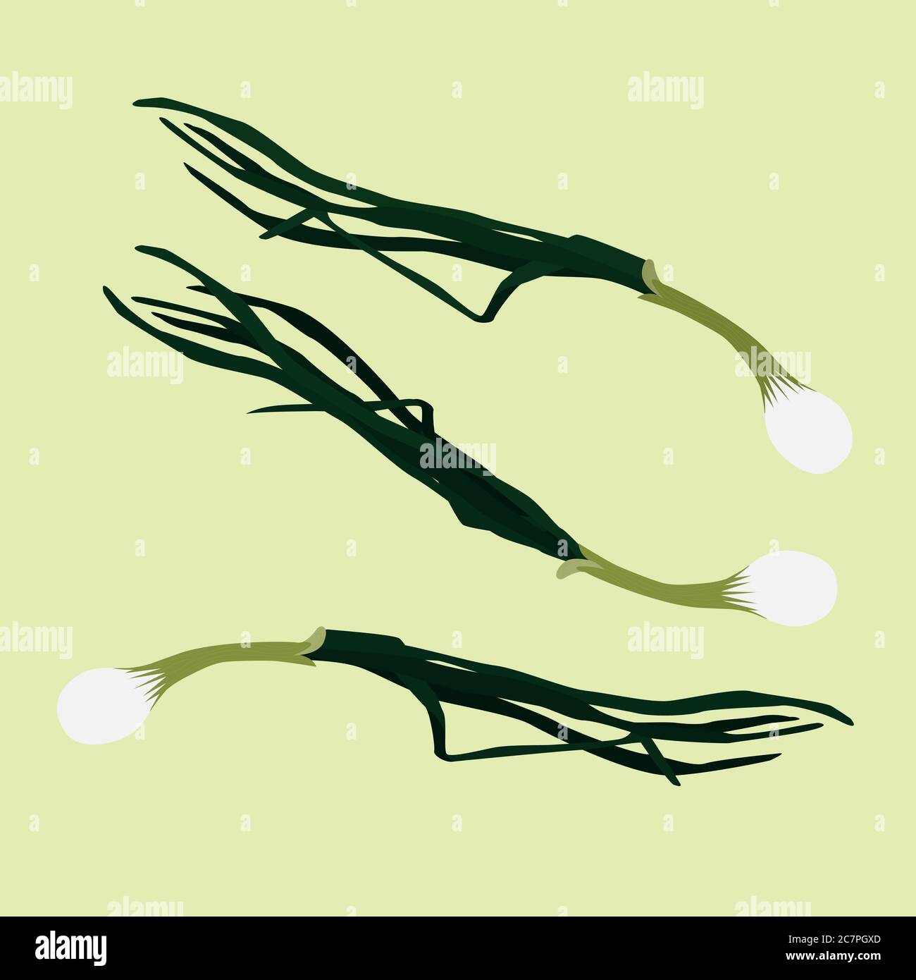 Image onion Stock Vector Images Alamy