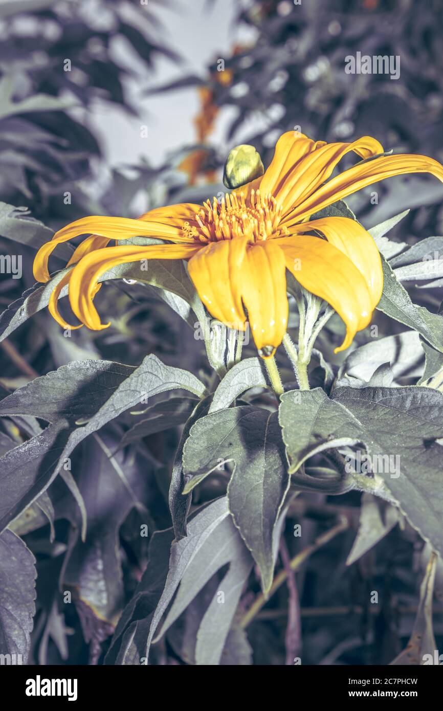 Mexican sunflower (Tithonia diversifolia) plant, Uganda, Africa Stock