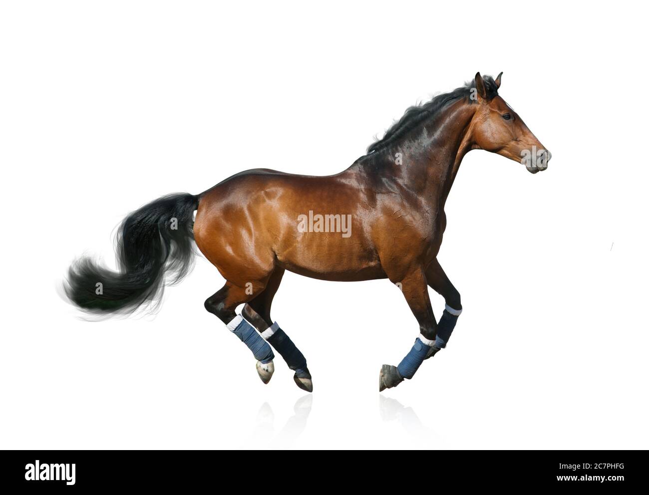 galloping boots