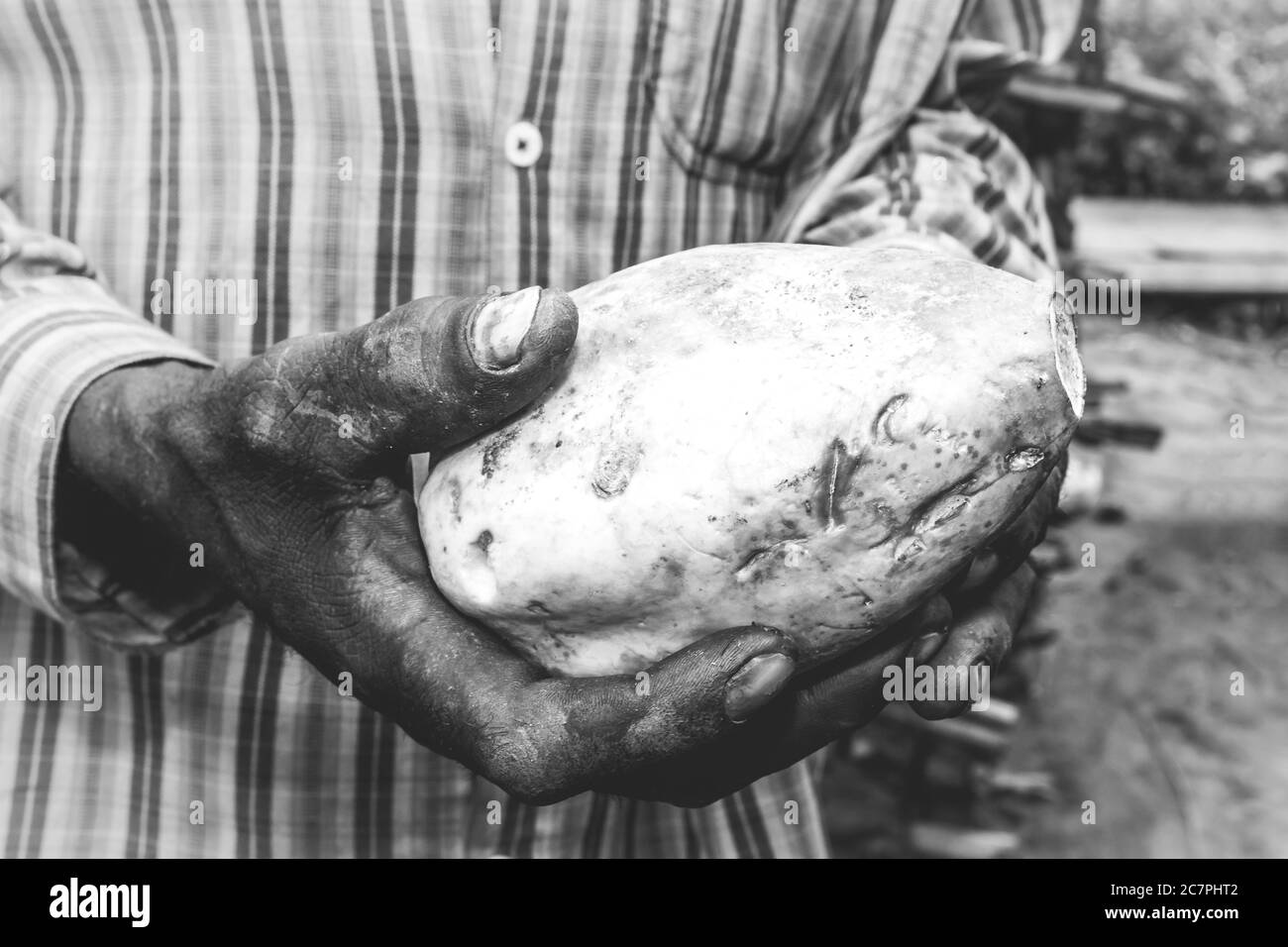 Papaya (Carica papaya) fruit in the hands of an African man, Uganda, Africa Stock Photo