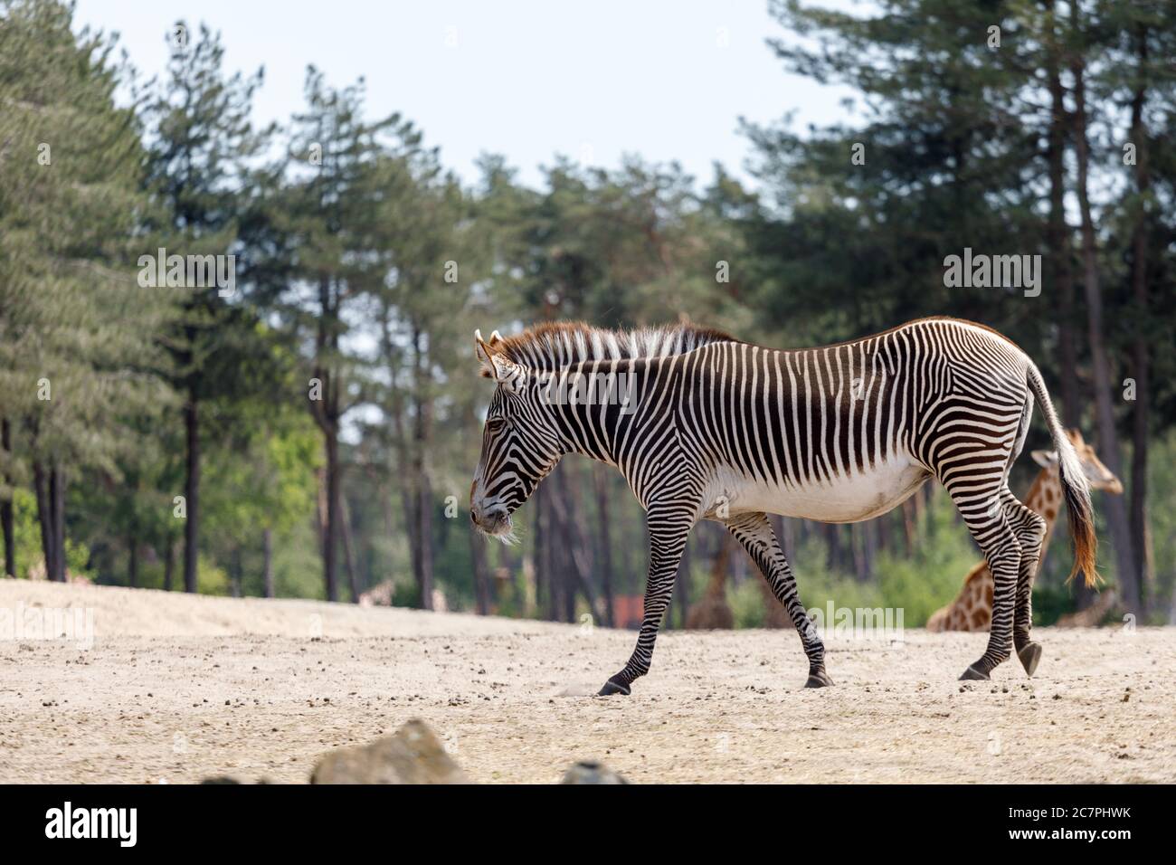 Zebra strolling in the dutch safaripark beekse bergen near tilburg in the south of the netherlands Stock Photo