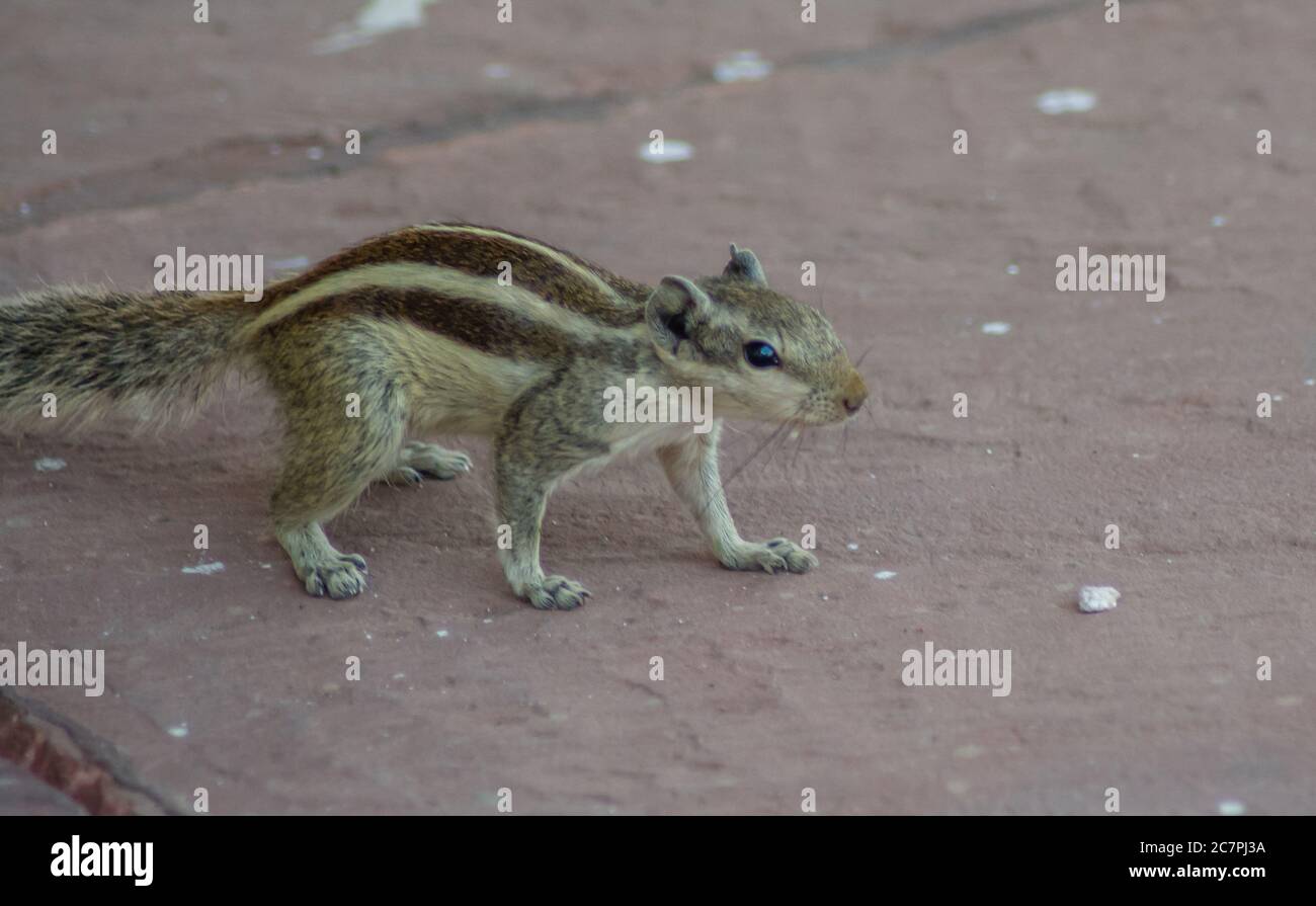 Squirrels are members of the family Sciuridae Stock Photo