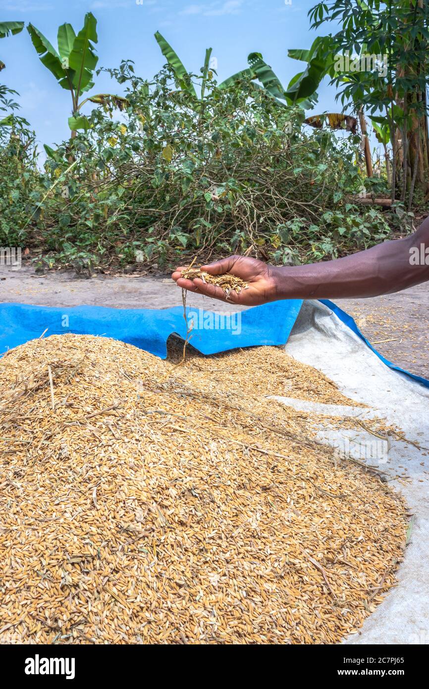 African Rice (Oryza glaberrima) harvested and being stored in piles