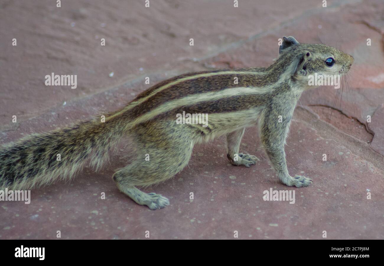 Squirrels are members of the family Sciuridae Stock Photo