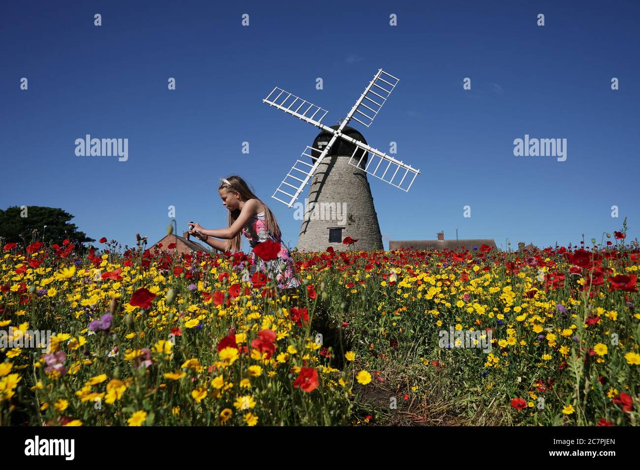 Kadie Lane, 11, takes photographs of colourful wildflowers next to Whitburn Windmill near Sunderland. Stock Photo