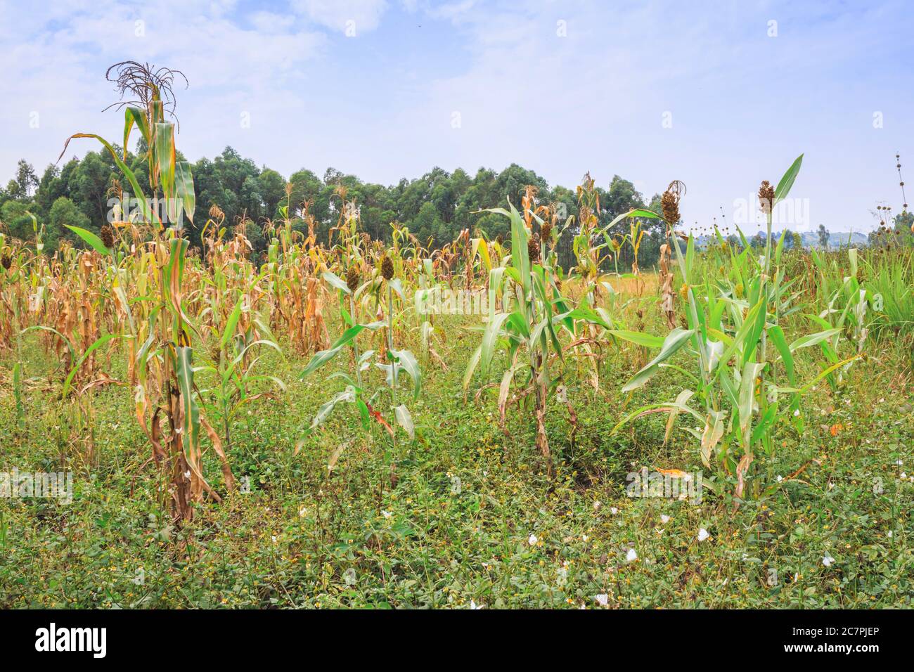 Mixed crop farming of Finger millet (Eleusine coracana) and Maize (Zea mays) plants growing in