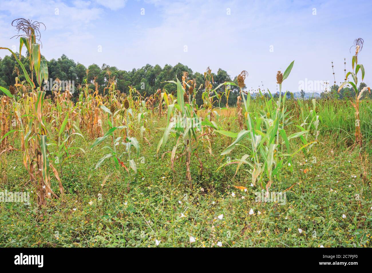 Mixed crop farming of Finger millet (Eleusine coracana) and Maize (Zea mays) plants growing in