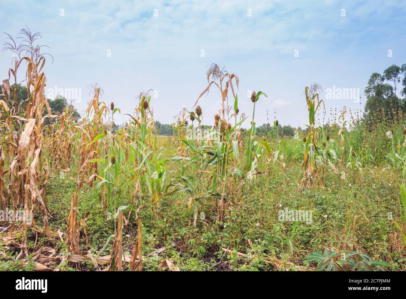 Mixed crop farming of Finger millet (Eleusine coracana) and Maize (Zea mays) plants growing in