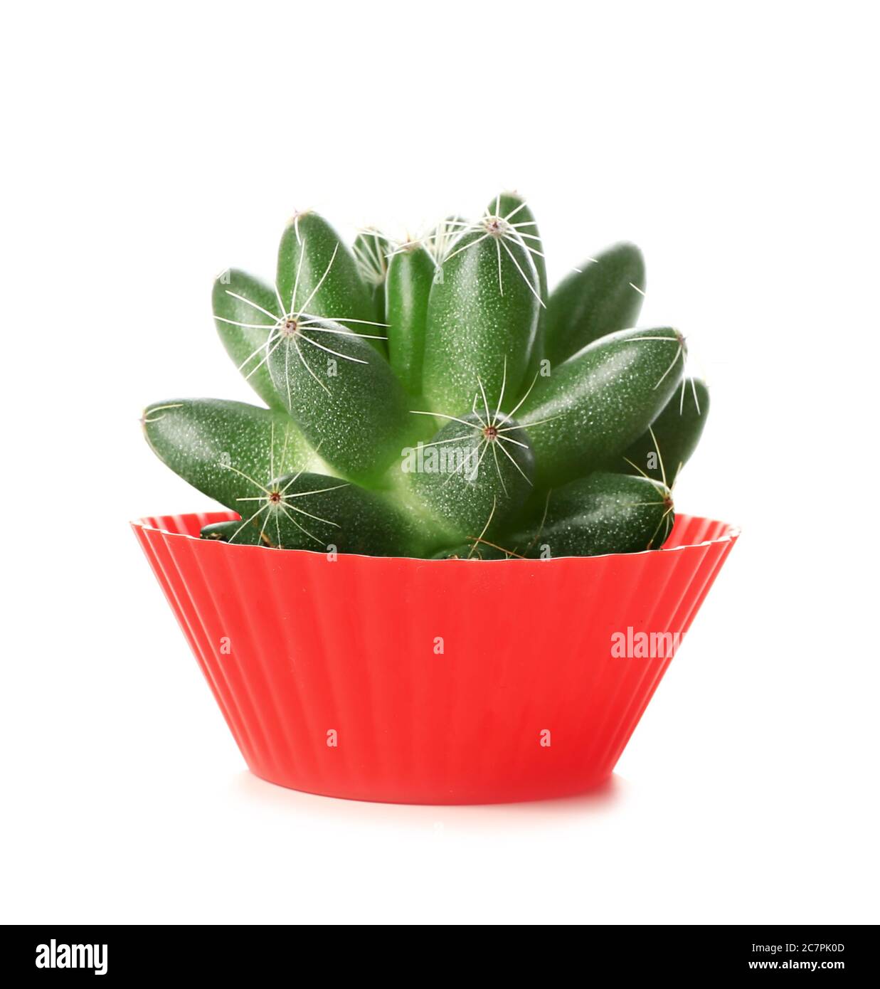 kaktus-wolfsmilch Korallen-Wolfsmilch 'Cristata' - Euphorbia lactea cristata