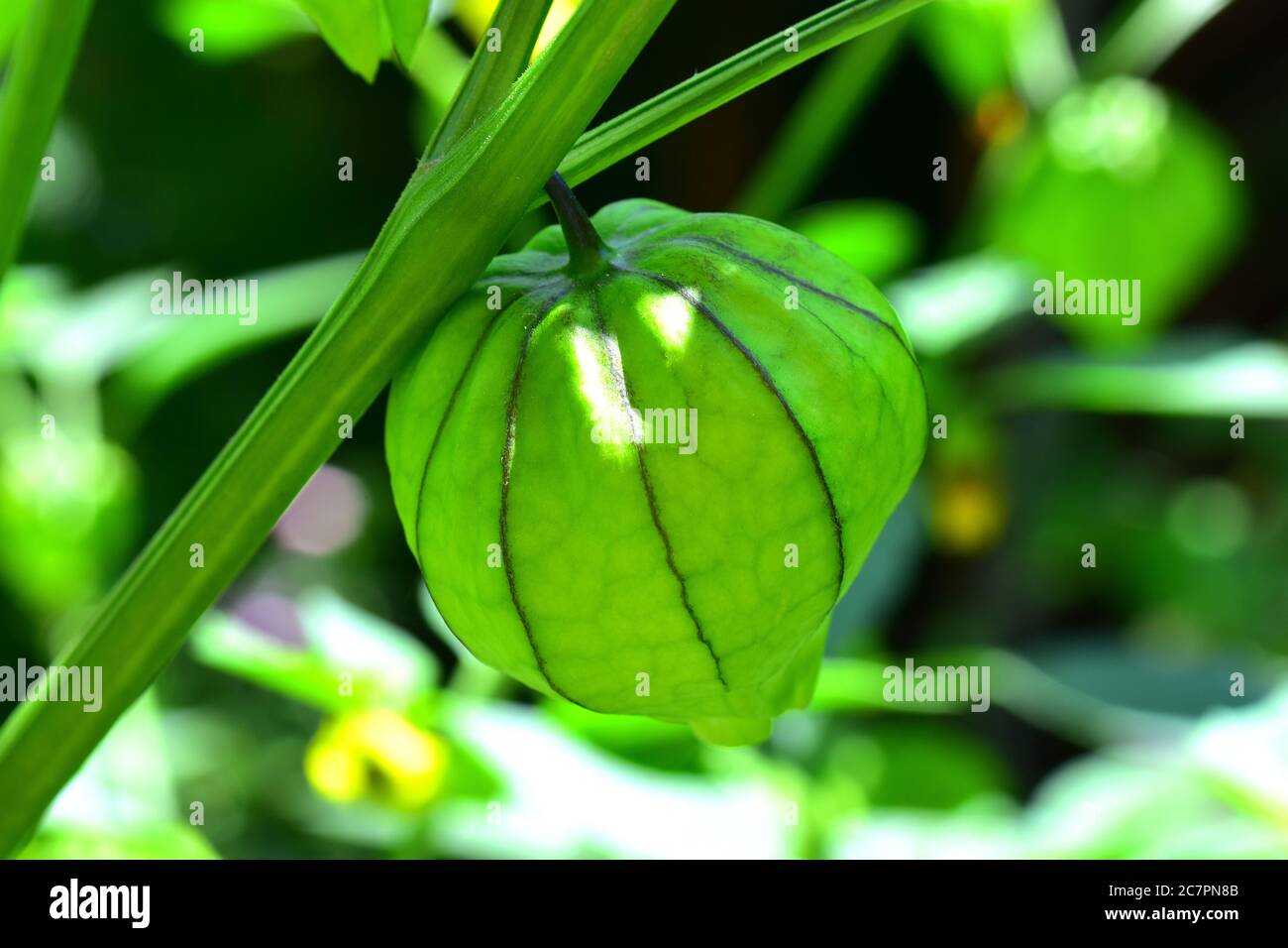 Tomatillo Plant Fruit Stock Photo Alamy